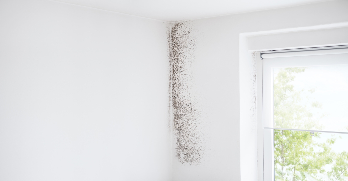 Tips for Hiring the Best Professionals for Mold and Mildew Control